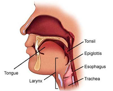 Image Of Throat 91